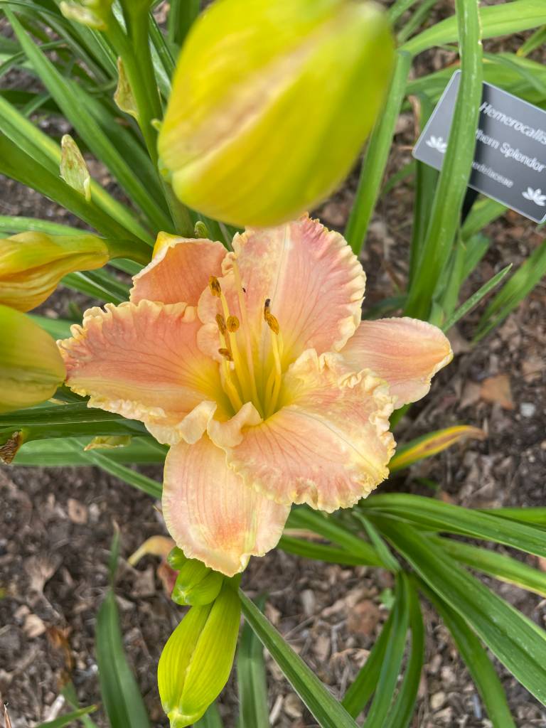 Plant name: Daylily Hemerocallis  
